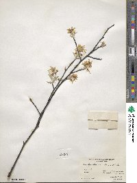 Amelanchier canadensis image