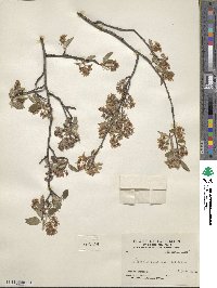 Amelanchier canadensis image