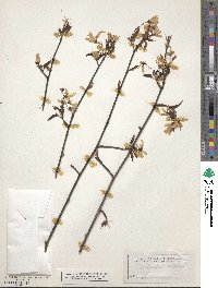 Amelanchier canadensis image