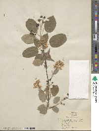 Amelanchier canadensis image