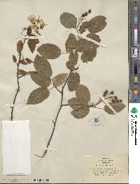 Amelanchier canadensis image