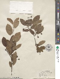 Amelanchier canadensis image