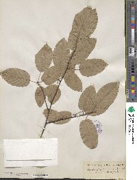 Amelanchier canadensis image