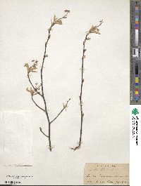 Amelanchier canadensis image