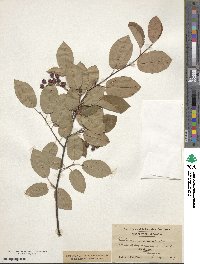 Amelanchier canadensis image