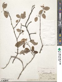 Amelanchier canadensis image