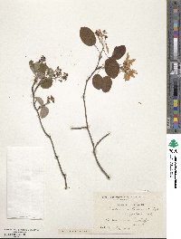 Amelanchier canadensis image