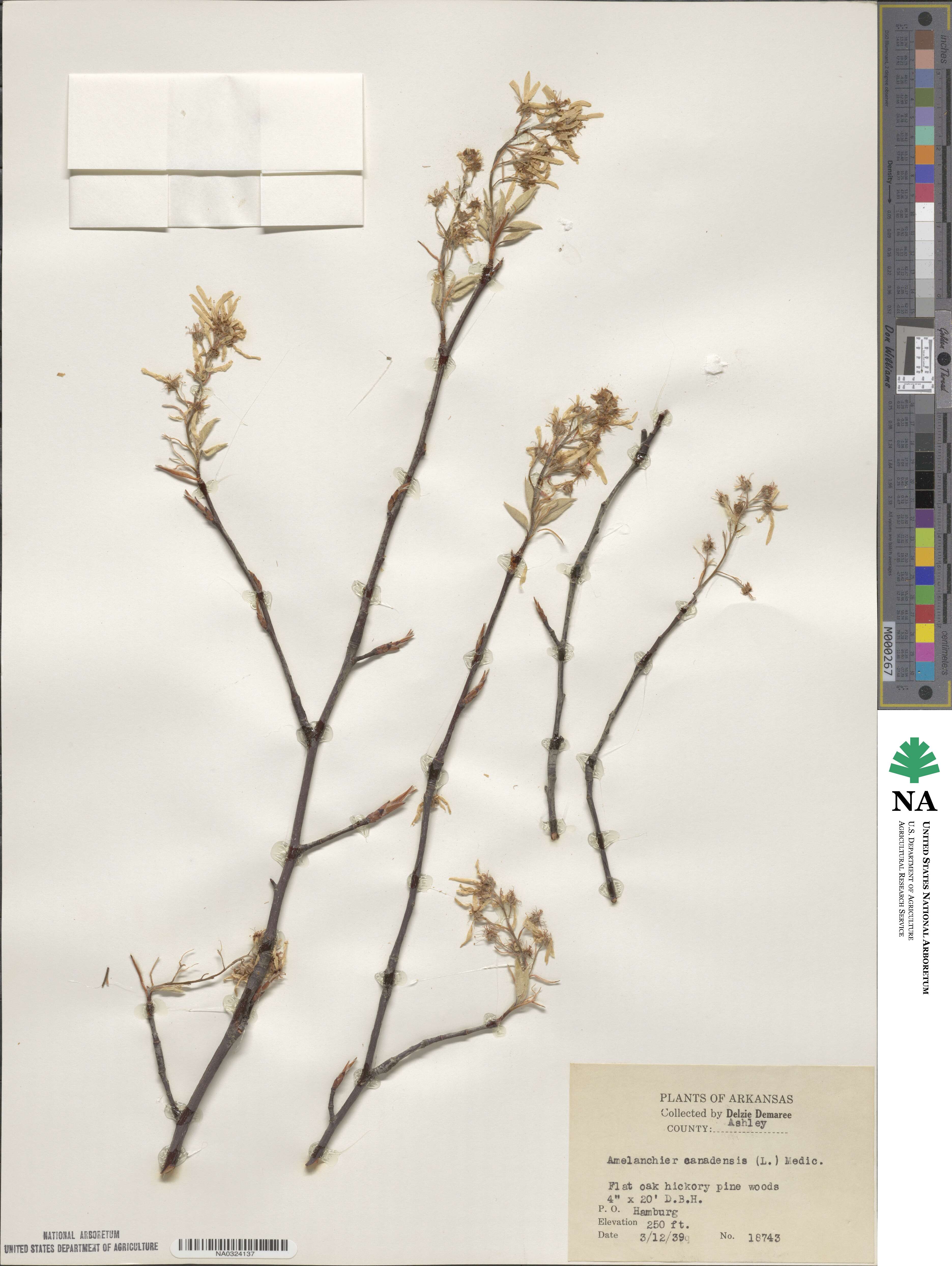 Amelanchier canadensis image