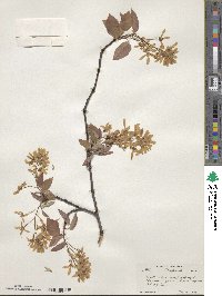 Amelanchier canadensis image