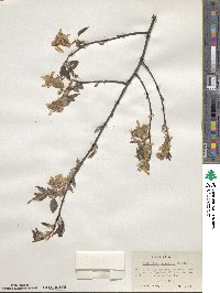 Amelanchier canadensis image