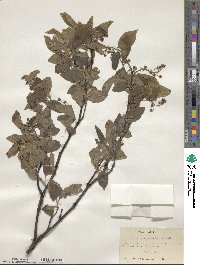 Amelanchier canadensis image