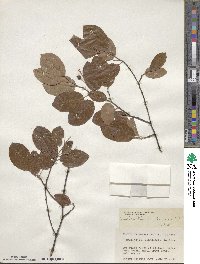 Amelanchier canadensis image