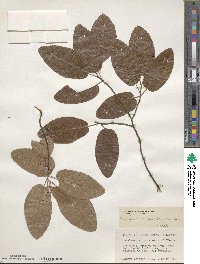 Amelanchier canadensis image