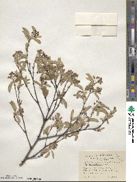 Amelanchier canadensis image