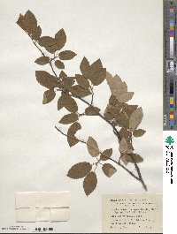 Amelanchier canadensis image