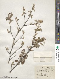 Amelanchier canadensis image