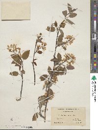 Amelanchier canadensis image