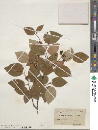 Amelanchier canadensis image