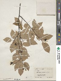 Amelanchier canadensis image