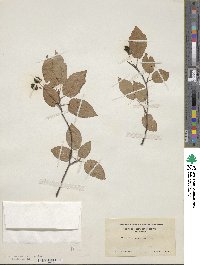 Amelanchier canadensis image