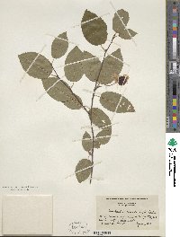 Amelanchier canadensis image