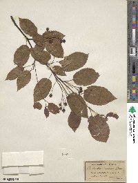 Amelanchier canadensis image