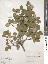 Amelanchier canadensis image