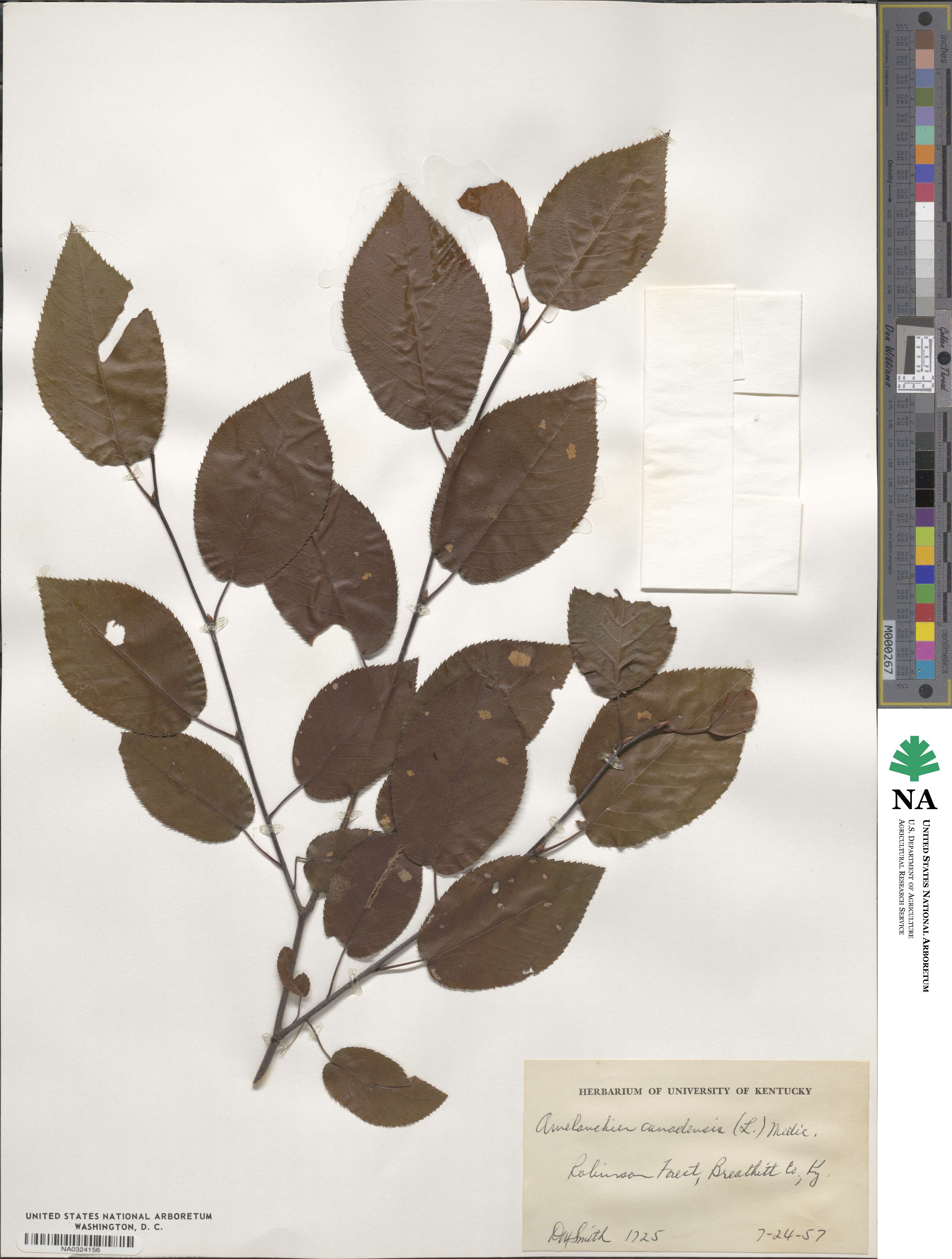 Amelanchier canadensis image