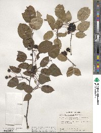 Amelanchier canadensis image