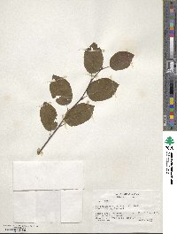 Amelanchier canadensis image