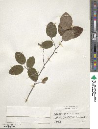 Amelanchier canadensis image