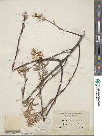 Amelanchier canadensis image