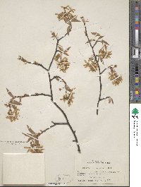 Amelanchier canadensis image