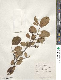 Amelanchier canadensis image