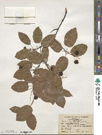 Amelanchier canadensis image