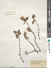 Amelanchier canadensis image