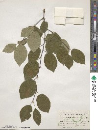 Amelanchier canadensis image