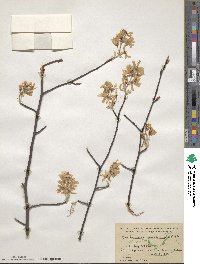 Amelanchier canadensis image