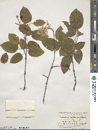 Amelanchier canadensis image