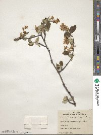 Amelanchier canadensis image