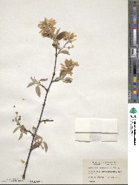 Amelanchier canadensis image