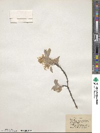 Amelanchier canadensis image