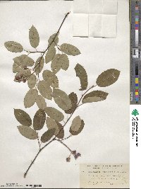 Amelanchier canadensis image