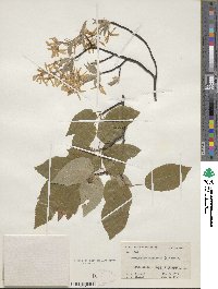 Amelanchier canadensis image