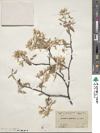 Amelanchier canadensis image