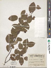 Amelanchier canadensis image