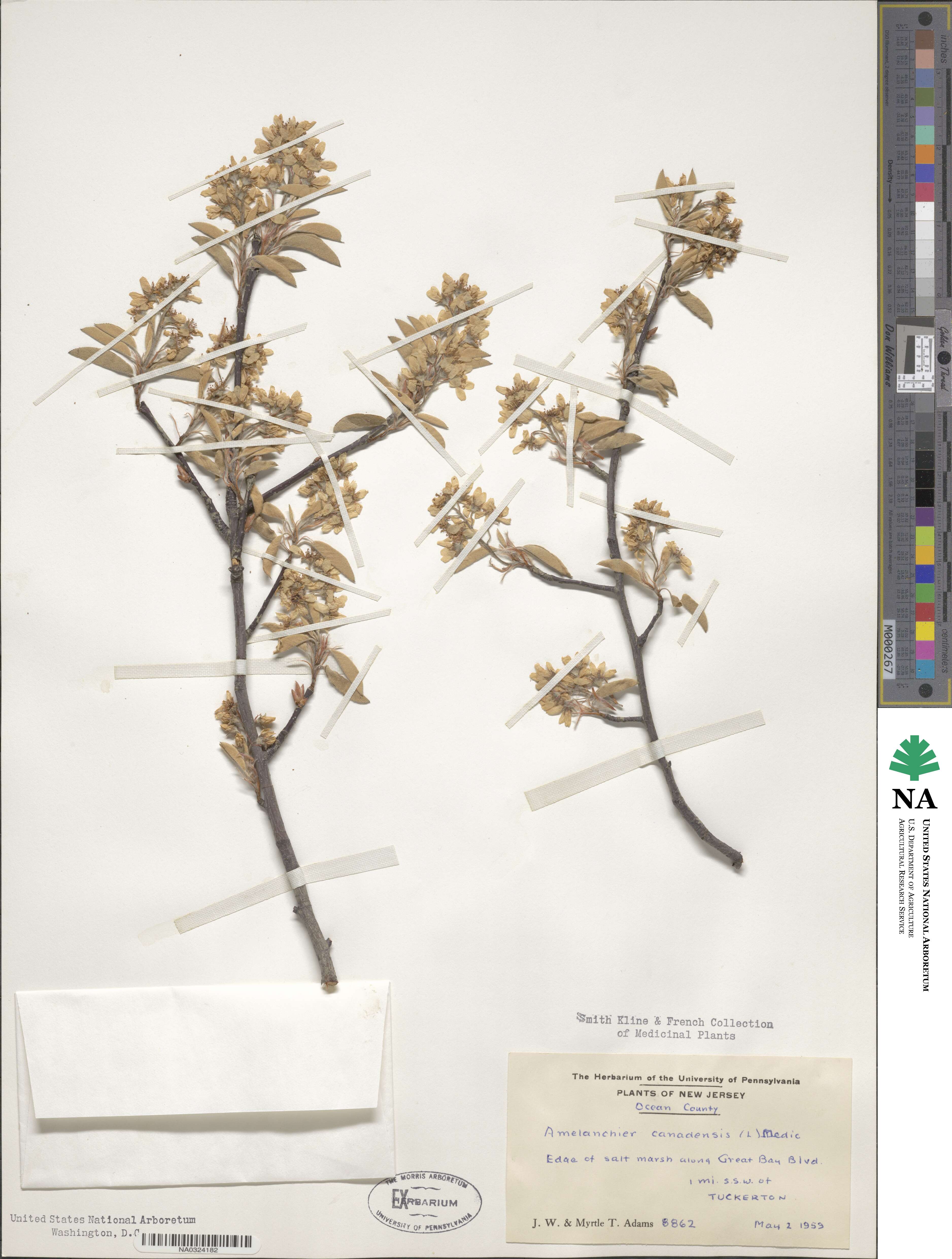 Amelanchier canadensis image