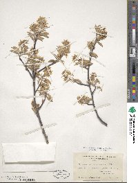 Amelanchier canadensis image