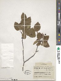 Amelanchier canadensis image