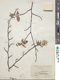 Amelanchier canadensis image